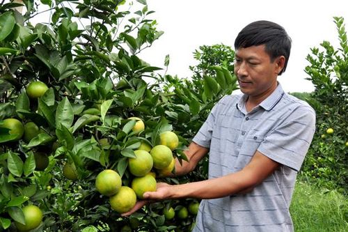 Chủ trang trại miền sơn cước
