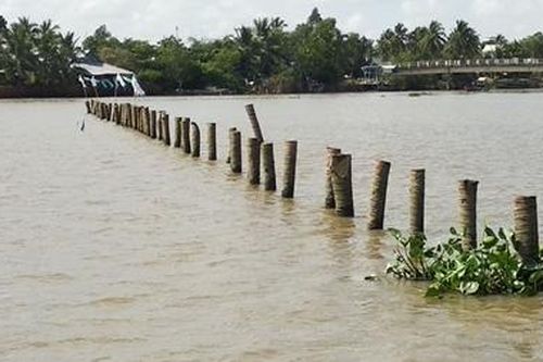 Đóng bãi cọc ngầm trên sông Cổ Chiên không đảm bảo an toàn