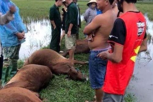 Hà Tĩnh: Sét đánh 1 người nguy kịch, 6 con bò bị chết