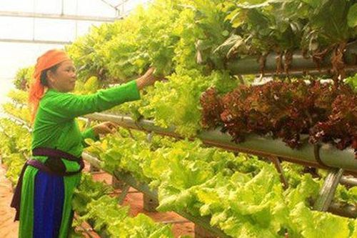 Người làm nông nghiệp trồng gì và trồng như thế nào để có năng suất cao?