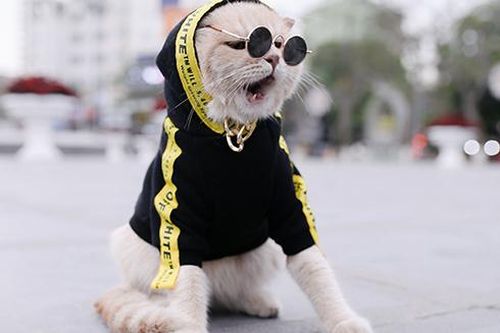 'Tan chảy' trước vẻ đáng yêu của những chú mèo đẹp nhất thế giới