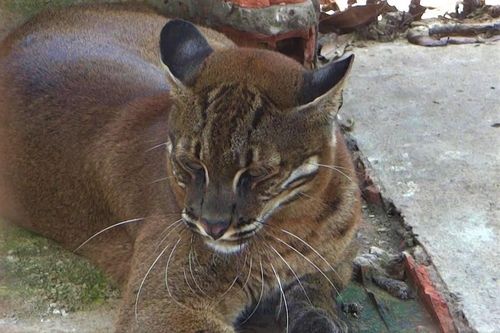 Nuôi nhốt beo lửa, Dũng 'Bóng Nhựa' bị khởi tố