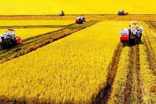 Đề xuất miễn thuế sử dụng đất nông nghiệp đến năm 2030