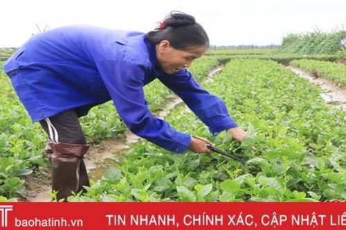 Nông dân Hà Tĩnh tập trung tiêu nước, nhanh tay tận thu rau sau mưa lớn
