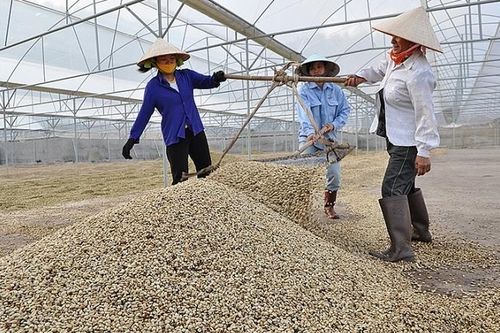 Việt Nam - Trung Quốc: Hợp tác tiêu thụ chè, cà phê