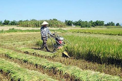 Đề xuất miễn thuế sử dụng đất nông nghiệp đến 2030