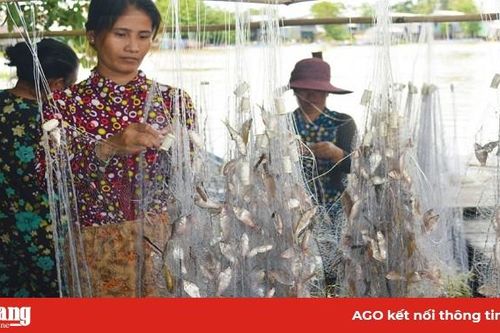 Về đồng ăn cá!