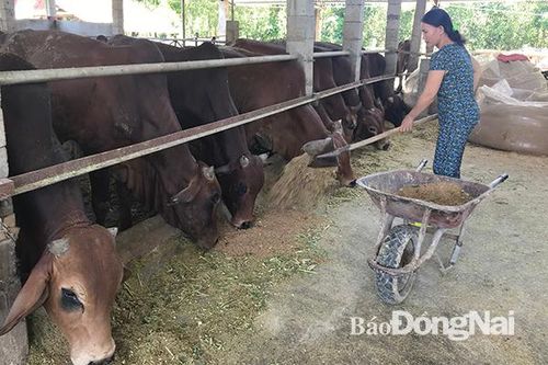 'Thủ phủ' mới của chăn nuôi hiện đại