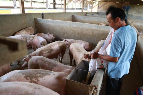 Giá lợn tăng mạnh, người dân cẩn thận khi tái đàn
