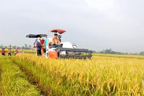 Gia Viễn: Đẩy nhanh tiến độ thu hoạch lúa mùa