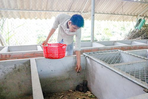 Mô hình nuôi dúi mang lại hiệu quả kinh tế cao
