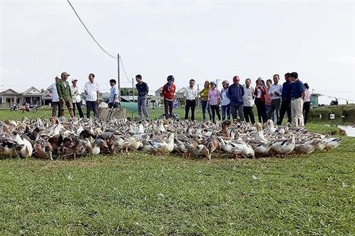 Nuôi vịt biển, một hướng tạo sinh kế cho ngư dân