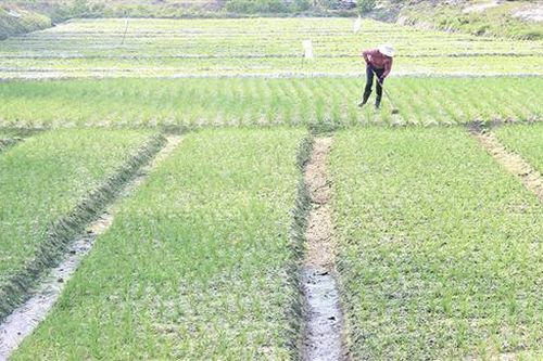 Thực hiện hiệu quả việc hỗ trợ một số mô hình sản xuất, cây trồng, vật nuôi ở Triệu Phong