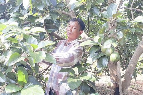 Trồng bơ trái vụ cho thu nhập khá ở Tân Liên