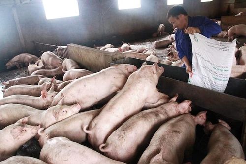 Bộ Nông nghiệp nói gì khi giá lợn tăng kỷ lục?