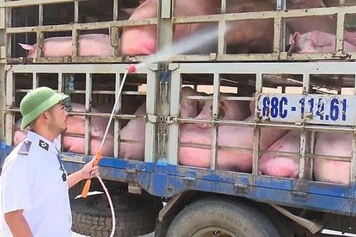 Xử lý nghiêm việc vận chuyển trái phép lợn ra, vào Việt Nam