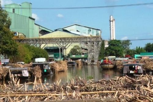 Tiến độ thu hoạch mía chậm, nông dân lo lắng