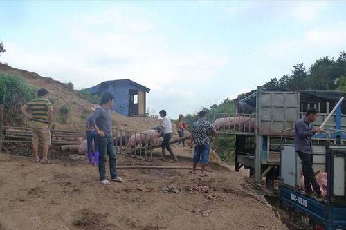 Kiểm soát chặt vận chuyển lợn qua biên giới sang nước láng giềng