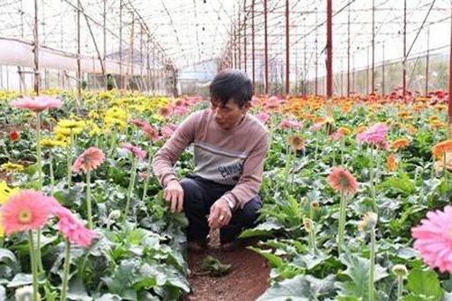Đà Lạt: Trồng hoa công nghệ cao, lão nông thu tiền tỷ