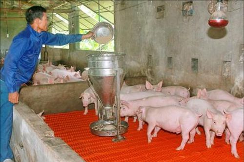 Kinh tế Nông nghiệp - Nông thôn Tái đàn an toàn và chuyển dịch cơ cấu tiêu thụ