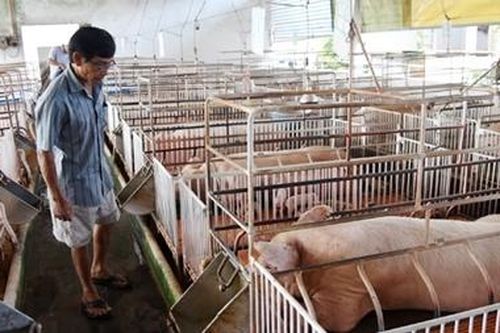 Giá tăng, nguồn lợn thịt dịp Tết có thiếu?