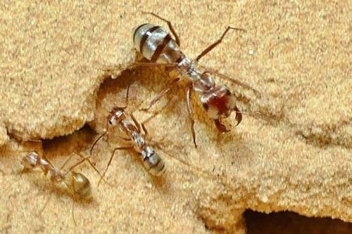 Phát hiện loài kiến có tốc độ di chuyển nhanh nhất thế giới