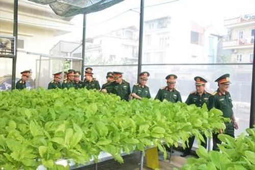 Những vườn rau công nghệ cao trong lòng phố