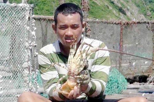 Người dân lao đao vì giá tôm hùm thấp kỷ lục