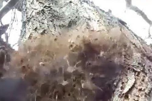 Tưởng là sinh vật lạ, thứ anh chàng nhặt được hóa ra là...