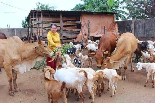 Người phụ nữ vượt khó thoát nghèo