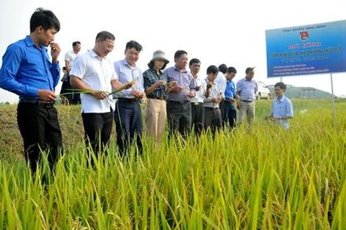 Nghiệm thu 'mô hình sản xuất lúa theo hướng hữu cơ' tại xã Gia Hòa