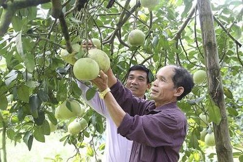 Mùa bưởi Bằng Luân