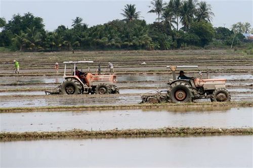 Hà Nội sẽ gieo trồng 112.000ha vụ xuân 2020