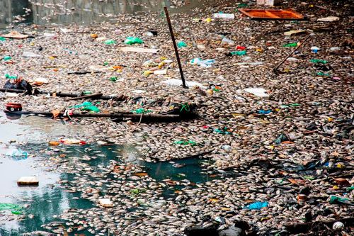 Cá chết nổi trắng hồ điều hòa ở Hạ Long
