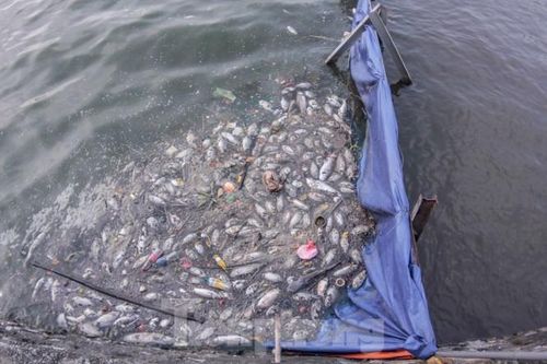 Xuất hiện nhiều cá chết ngoài khu thí điểm thả cá Koi ở Hồ Tây, sông Tô Lịch