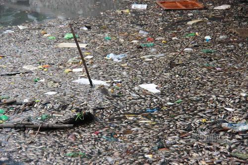 Cá chết phủ kín mặt hồ ở Quảng Ninh, 4 ngày vẫn chờ lệnh thu gom
