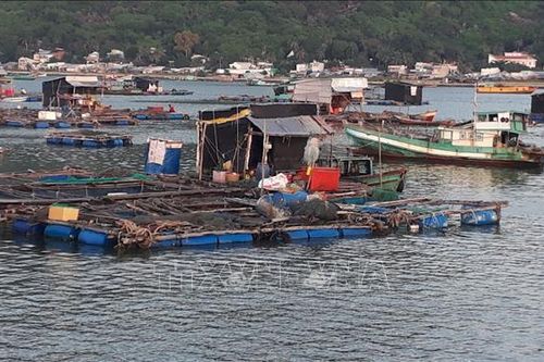 Cá nuôi lồng bè chết hàng loạt tại huyện đảo Kiên Hải