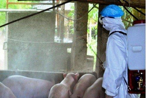 Nghệ An: Sau mưa lũ dịch tả lợn châu Phi đang lan nhanh