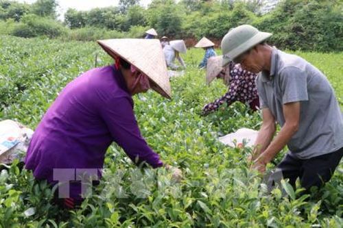 10 năm xây dựng nông thôn mới: Phát triển nông nghiệp gắn chuyển đổi mô hình tăng trưởng