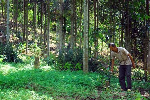 Lợi ích từ trồng rừng