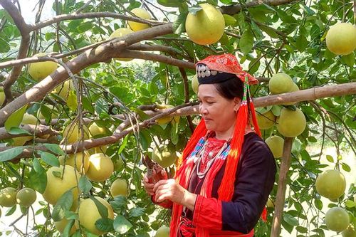 Đổi đời từ cây bưởi