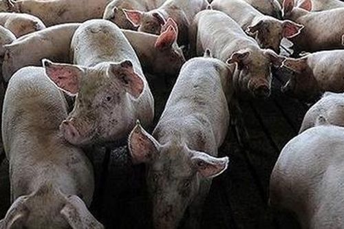 Nguy cơ lây lan dịch tả lợn châu Phi đến các trang trại chăn nuôi lớn