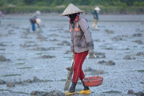 Bắt 'vàng của biển'