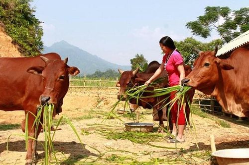 Thanh Hóa: Giảm nghèo bền vững