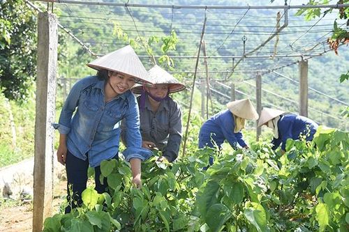 Điểm sáng mô hình nông nghiệp hữu cơ