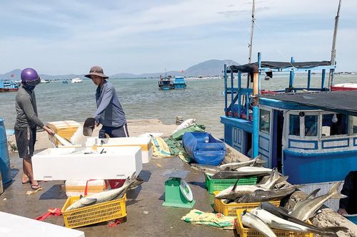 Nỗ lực gỡ thẻ vàng IUU
