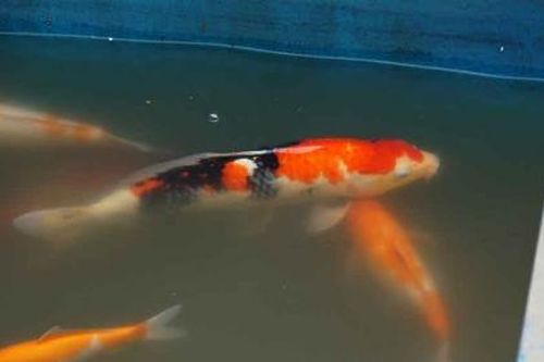 Đàn cá Koi Nhật Bản được thả xuống sông Tô Lịch bây giờ ra sao?
