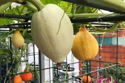Rau rừng cổ thụ khổng lồ, rau 'đột biến' trên sân thượng