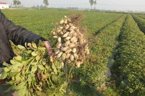 Trà Vinh nhân rộng mô hình sản xuất lạc sử dụng phân hữu cơ khoáng vi sinh