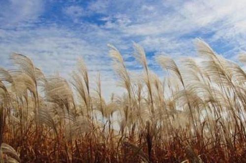 Văn hóa - Nghệ thuật Thông tin văn hóa Hàn Quốc: Háo hức lễ hội Silver Grass Seoul diễn ra vào cuối tuần này